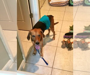 Roland - Male Beagle Dog for Adoption - Photo #14