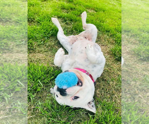 Medium Photo #4 French Bulldog Puppy For Sale in Oak Bluffs, MA, USA