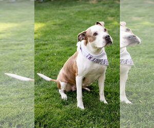 Bella Donna - Female Mutt Dog for Adoption - Photo #7