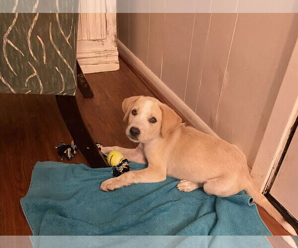 Medium Photo #2 Mutt Puppy For Sale in Dallas, TX, USA