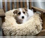 Small Photo #4 Jack Russell Terrier Puppy For Sale in DUNDEE, OH, USA