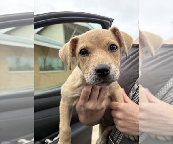 Medium Photo #9 Labrador Retriever-Unknown Mix Puppy For Sale in FRAMINGHAM, MA, USA