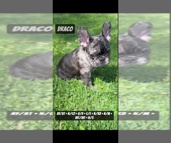 Medium Photo #7 French Bulldog Puppy For Sale in MUNSTER, IN, USA