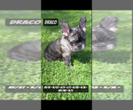 Small #6 French Bulldog