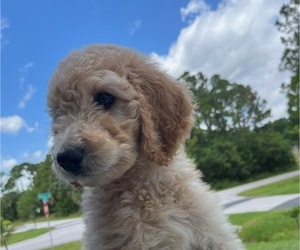 Goldendoodle-YorkiePoo Mix Puppy for sale in MIAMI, FL, USA