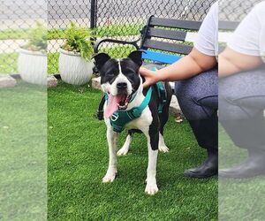 American Staffordshire Terrier-Unknown Mix Dogs for adoption in Perth Amboy, NJ, USA