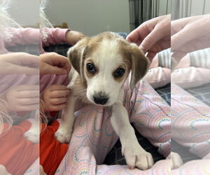 Beagle-Unknown Mix Dogs for adoption in Holly Springs, NC, USA