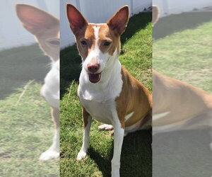 Ibizan Hound Dogs for adoption in St. Augustine, FL, USA