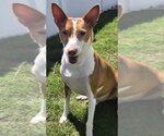 Small Ibizan Hound