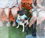 Small #14 American Foxhound-Beagle Mix