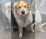 Small #2 Akita-Great Pyrenees Mix