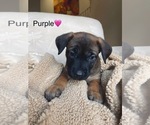 Small Photo #7 Belgian Malinois Puppy For Sale in LAS VEGAS, NV, USA