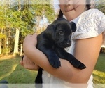 Small Photo #15 Labrador Retriever Puppy For Sale in FAYETTEVILLE, GA, USA