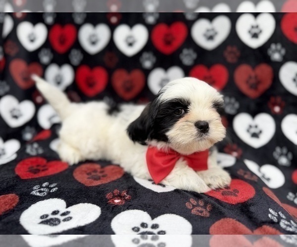 Medium Photo #9 Zuchon Puppy For Sale in LAKELAND, FL, USA