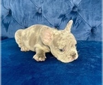 Small Photo #68 French Bulldog Puppy For Sale in MIAMI BEACH, FL, USA