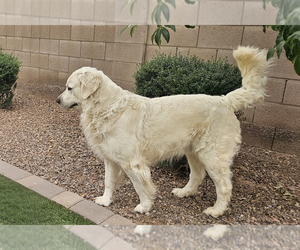 Father of the English Cream Golden Retriever puppies born on 09/12/2025