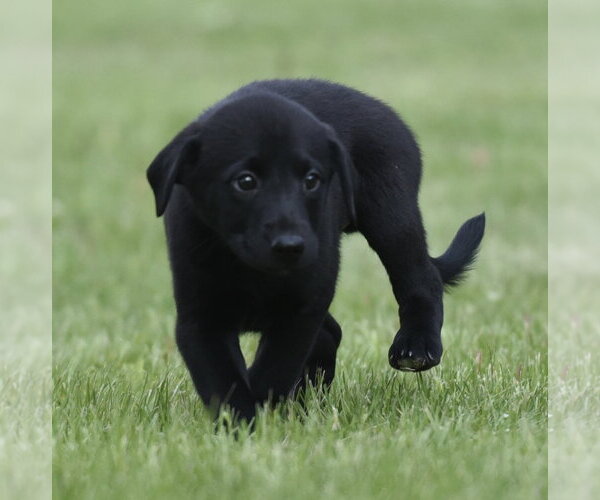 Medium Photo #2 Borador Puppy For Sale in Mechanicsburg, PA, USA