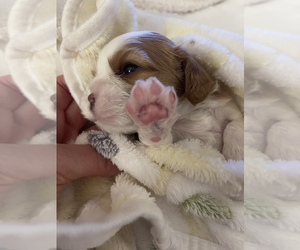 Cavalier King Charles Spaniel Puppy for sale in NAMPA, ID, USA