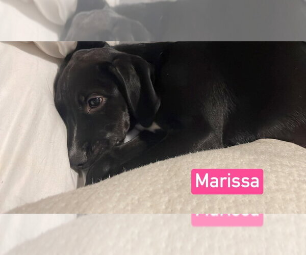 Medium Photo #2 Labrador Retriever-Unknown Mix Puppy For Sale in Foristell, MO, USA