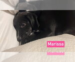 Small #1 Labrador Retriever Mix