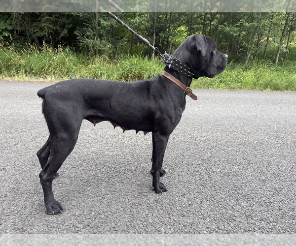 Medium Photo #1 Cane Corso Puppy For Sale in HILLSBORO, OR, USA
