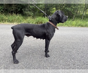 Mother of the Cane Corso puppies born on 05/19/2026