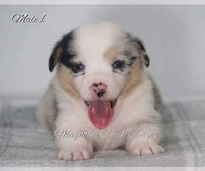 Pembroke Welsh Corgi Puppy for sale in CRESTVIEW, FL, USA