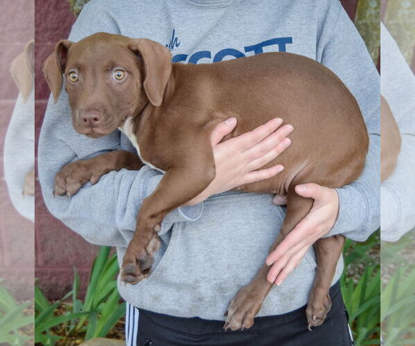 Medium Photo #3 American Staffordshire Terrier-Labrador Retriever Mix Puppy For Sale in Huntley, IL, USA