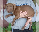 Small #2 American Staffordshire Terrier-Labrador Retriever Mix