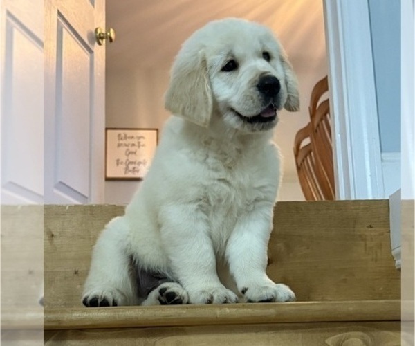 Medium Photo #2 English Cream Golden Retriever Puppy For Sale in DAWSONVILLE, GA, USA