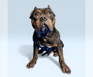 American Bulldog-Unknown Mix Dogs for adoption in Rowlett, TX, USA