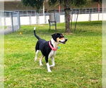 Small #2 Beagle Mix