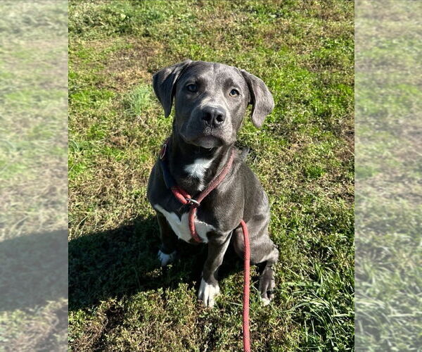 Medium Photo #4 Mutt Puppy For Sale in Evansville, IN, USA