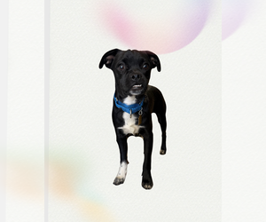Pug-Unknown Mix Dogs for adoption in Seal Beach, CA, USA