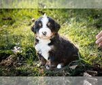 Puppy Karli Bernese Mountain Dog
