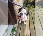 Small #4 Bulldog Mix
