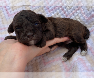 Poodle (Toy) Puppy for sale in CAMPBELLSVILLE, KY, USA