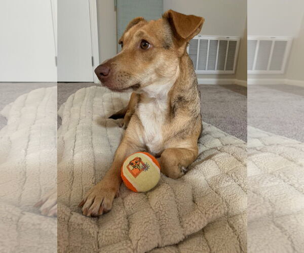 Medium Photo #2 Mutt Puppy For Sale in Virginia Beach, VA, USA