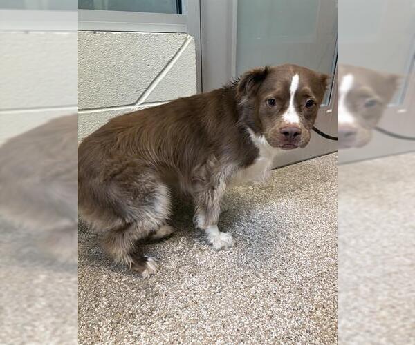Medium Photo #1 Australian Shepherd-Unknown Mix Puppy For Sale in Pueblo, CO, USA