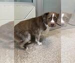 Small Australian Shepherd Mix