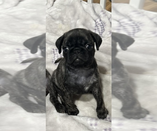Medium Photo #35 Pug Puppy For Sale in TROY, MO, USA