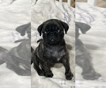 Small Photo #35 Pug Puppy For Sale in TROY, MO, USA