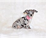 Puppy Eloise Chihuahua