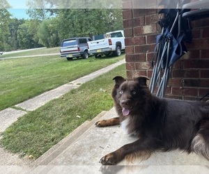 Father of the Australian Shepherd puppies born on 09/02/2025