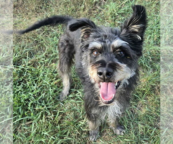 Medium Photo #2 Mutt Puppy For Sale in Jefferson, WI, USA