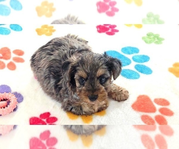 Medium Photo #10 Yorkipoo Puppy For Sale in ORO VALLEY, AZ, USA