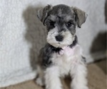 Puppy Liam Schnauzer (Miniature)