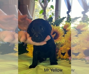 Labrador Retriever Puppy for sale in SMYRNA, DE, USA