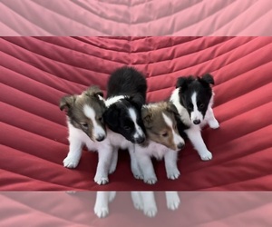 Shetland Sheepdog Litter for sale in KIRKSVILLE, MO, USA