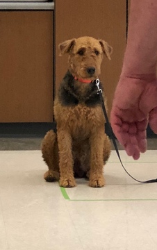 Medium Photo #2 Airedale Terrier Puppy For Sale in SAINT GEORGE, UT, USA